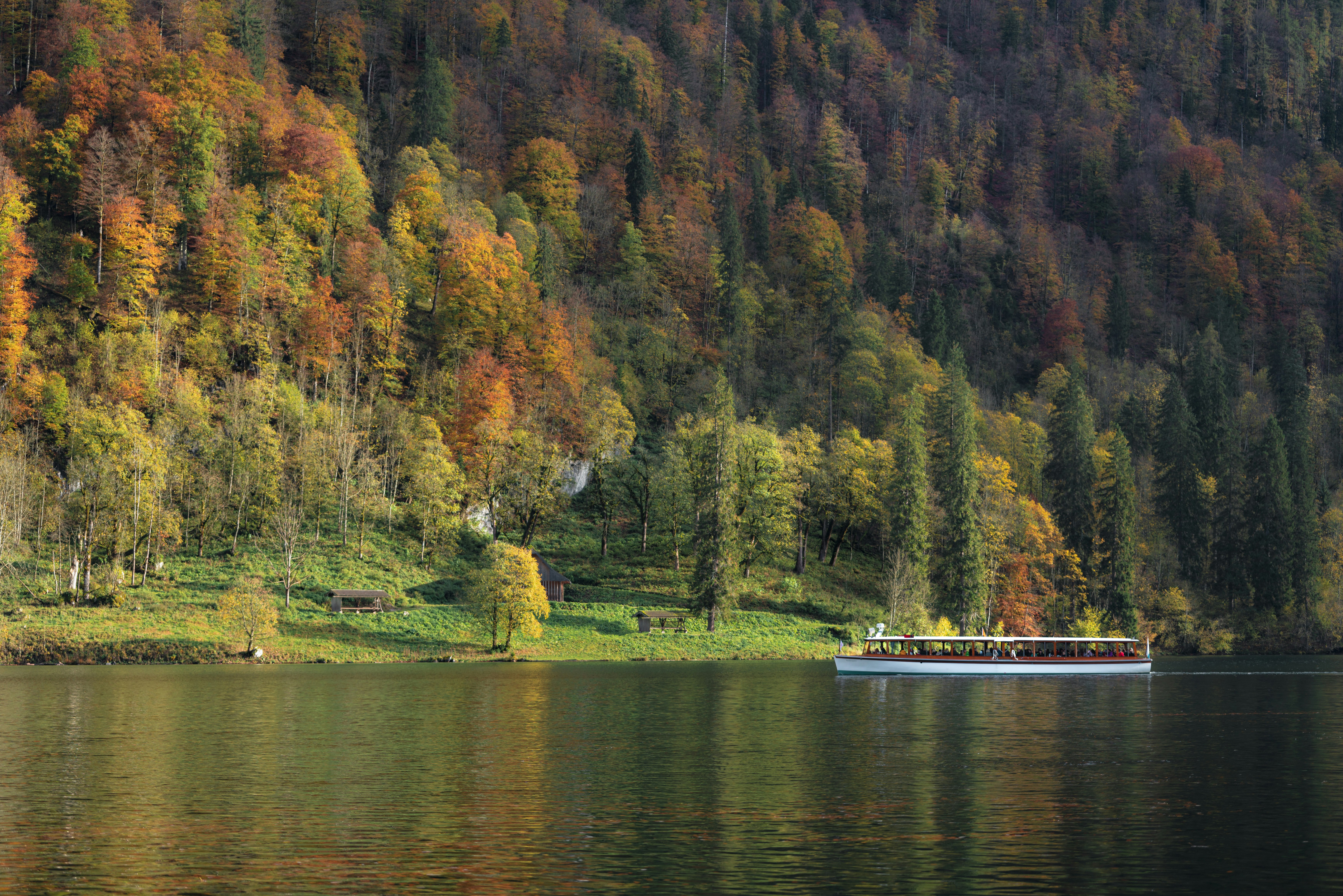 trees near body of water